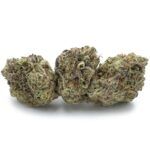 Enigma Extracts - Kombucha