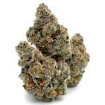 Enigma Extracts - Cheetah Piss