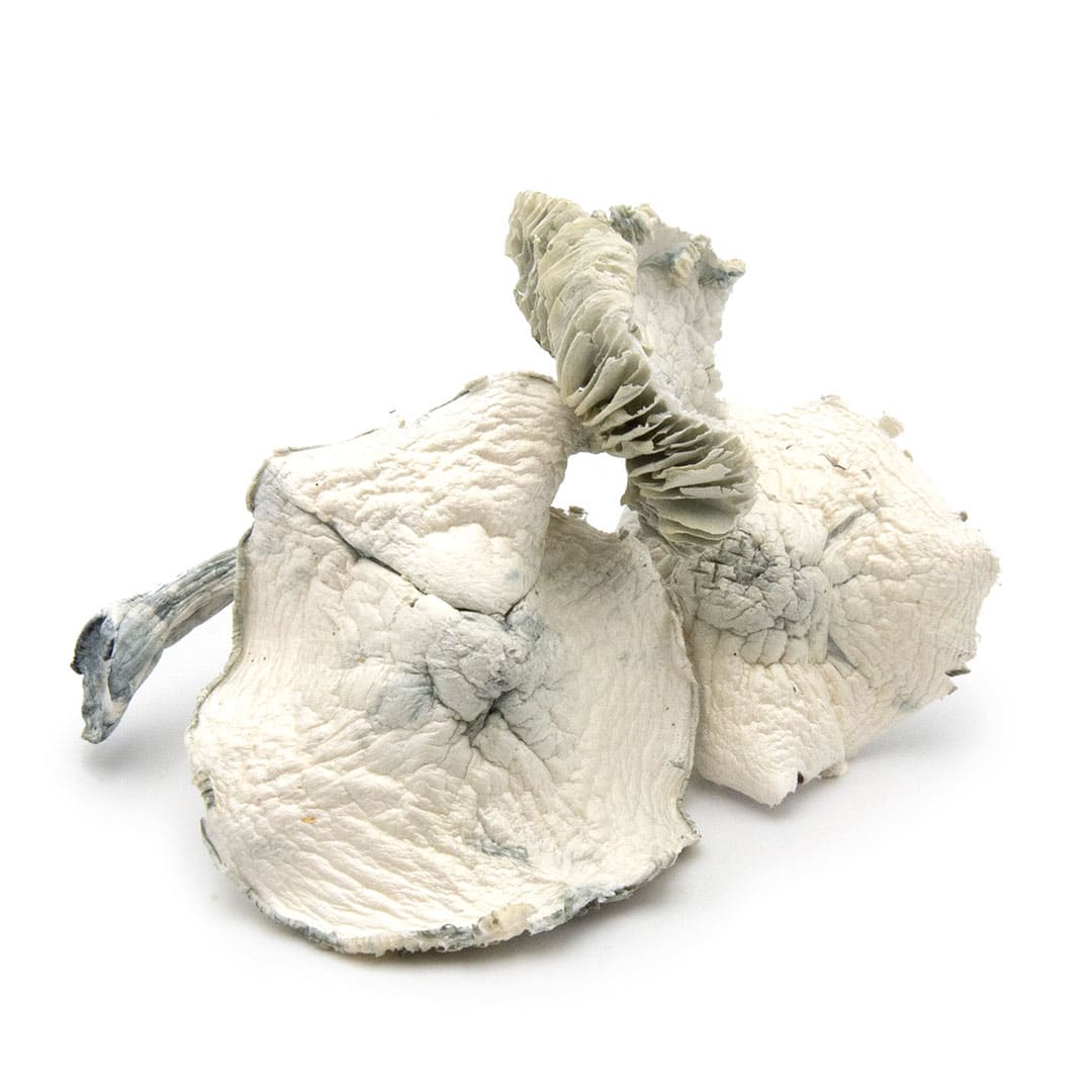 Albino Jedi Mind Fuck