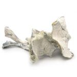 Albino Jedi Mind Fuck