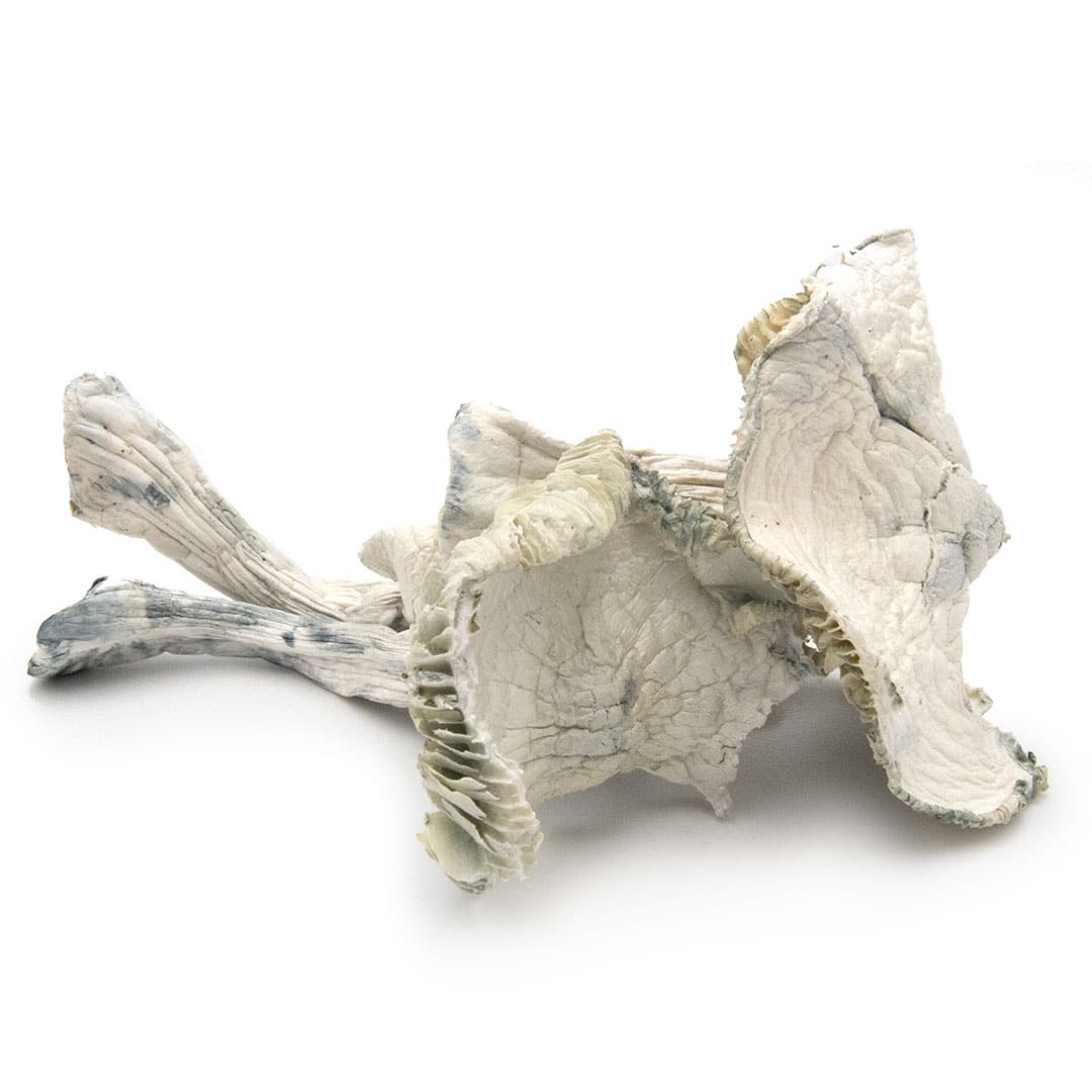 Albino Jedi Mind Fuck