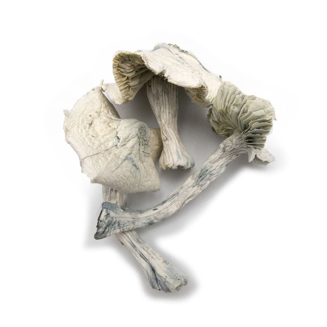 Albino Jedi Mind Fuck