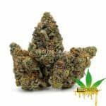 Enigma Extracts - Halitosis Breath