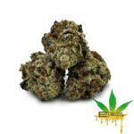 Enigma Extracts - Neon Lights