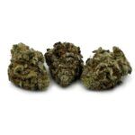 Enigma Extracts - Neon Lights