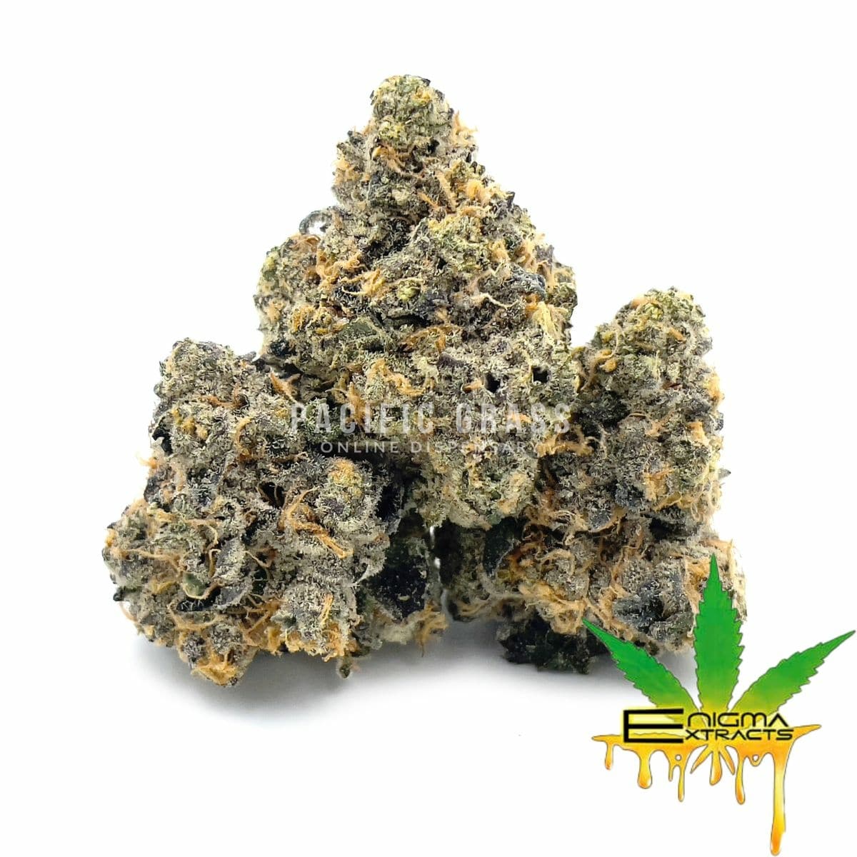 Enigma Extracts - Gary Payton