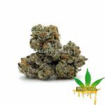 Enigma Extracts - OG Shark - Smalls