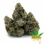 Enigma Extracts - Pine Tar