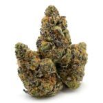 Enigma Extracts - Halitosis Breath