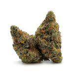 Enigma Extracts - Halitosis Breath