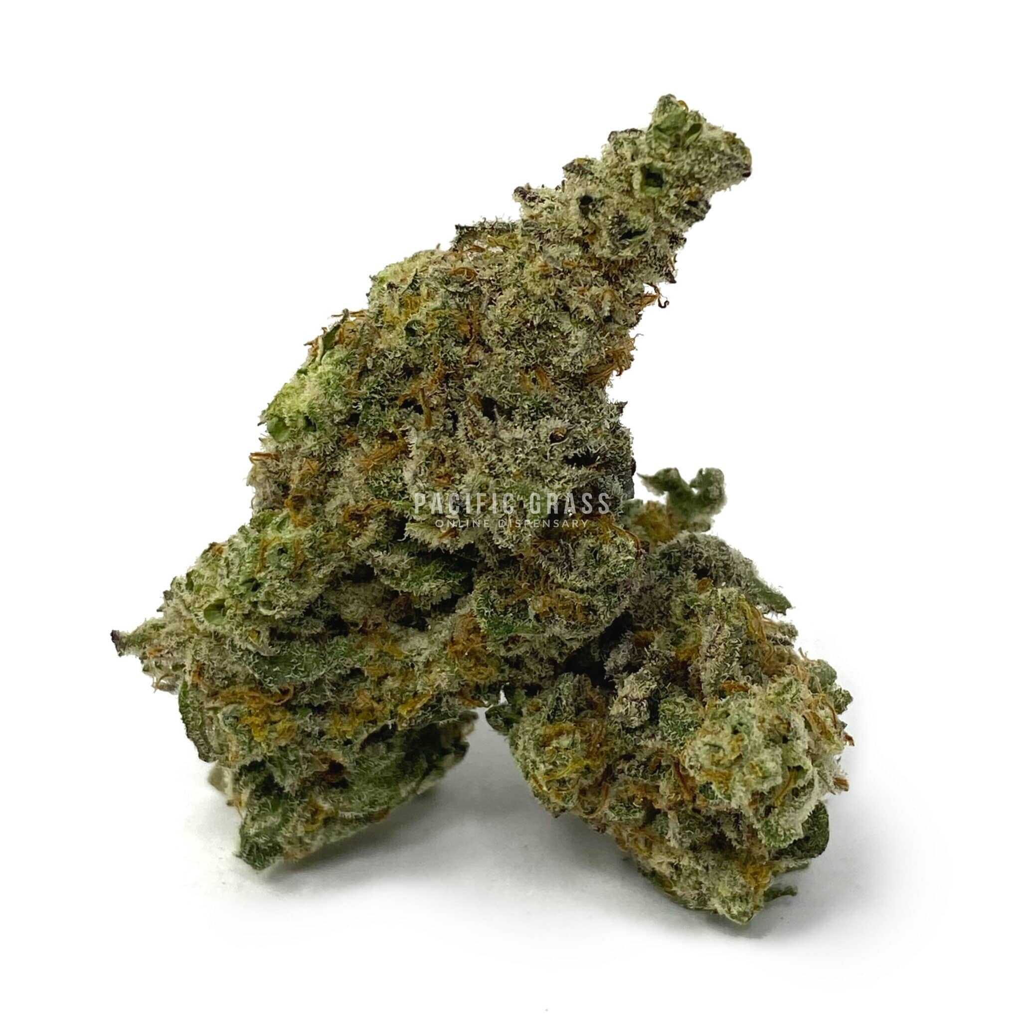 Enigma Extracts - MAC - AAAA