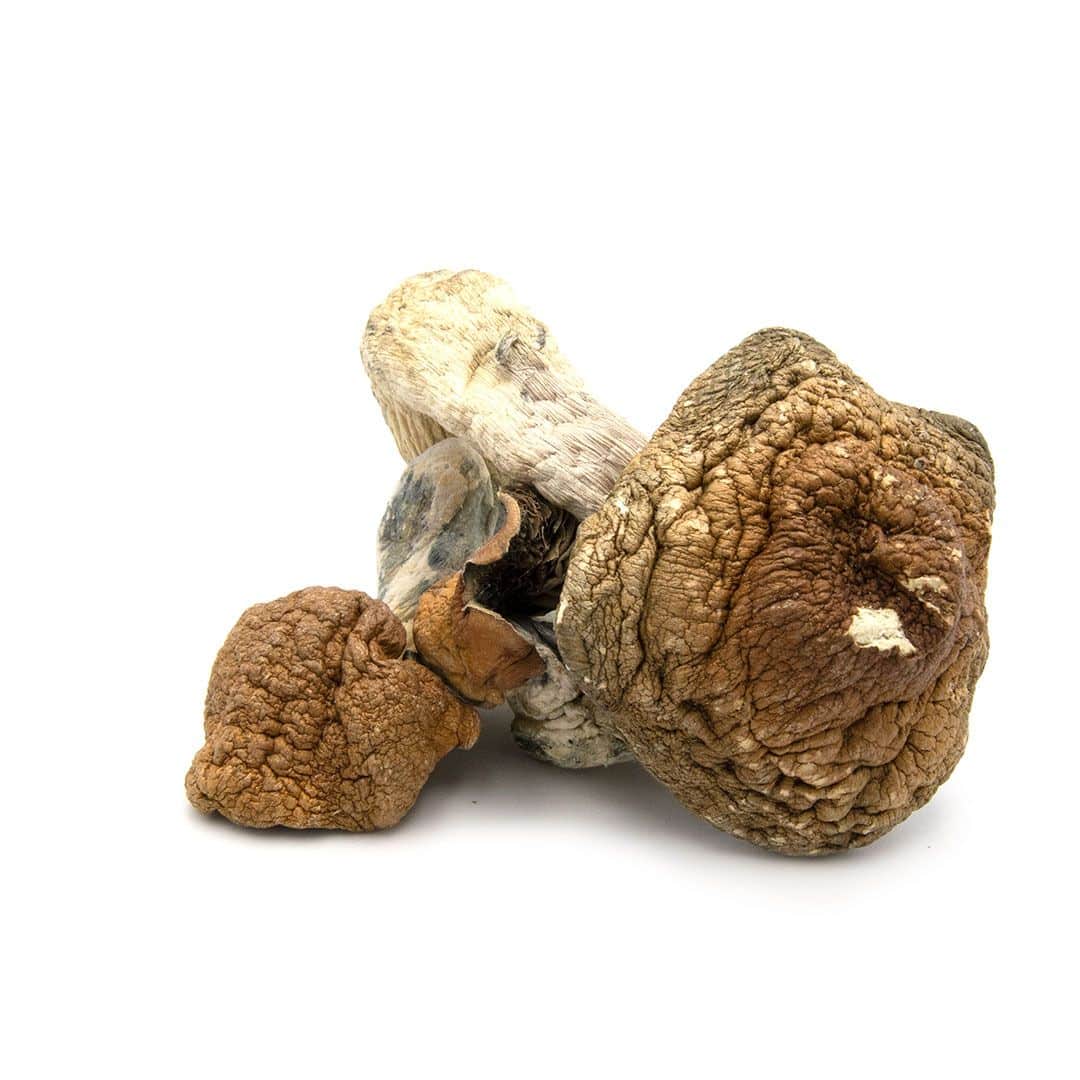 Mexican Cubensis