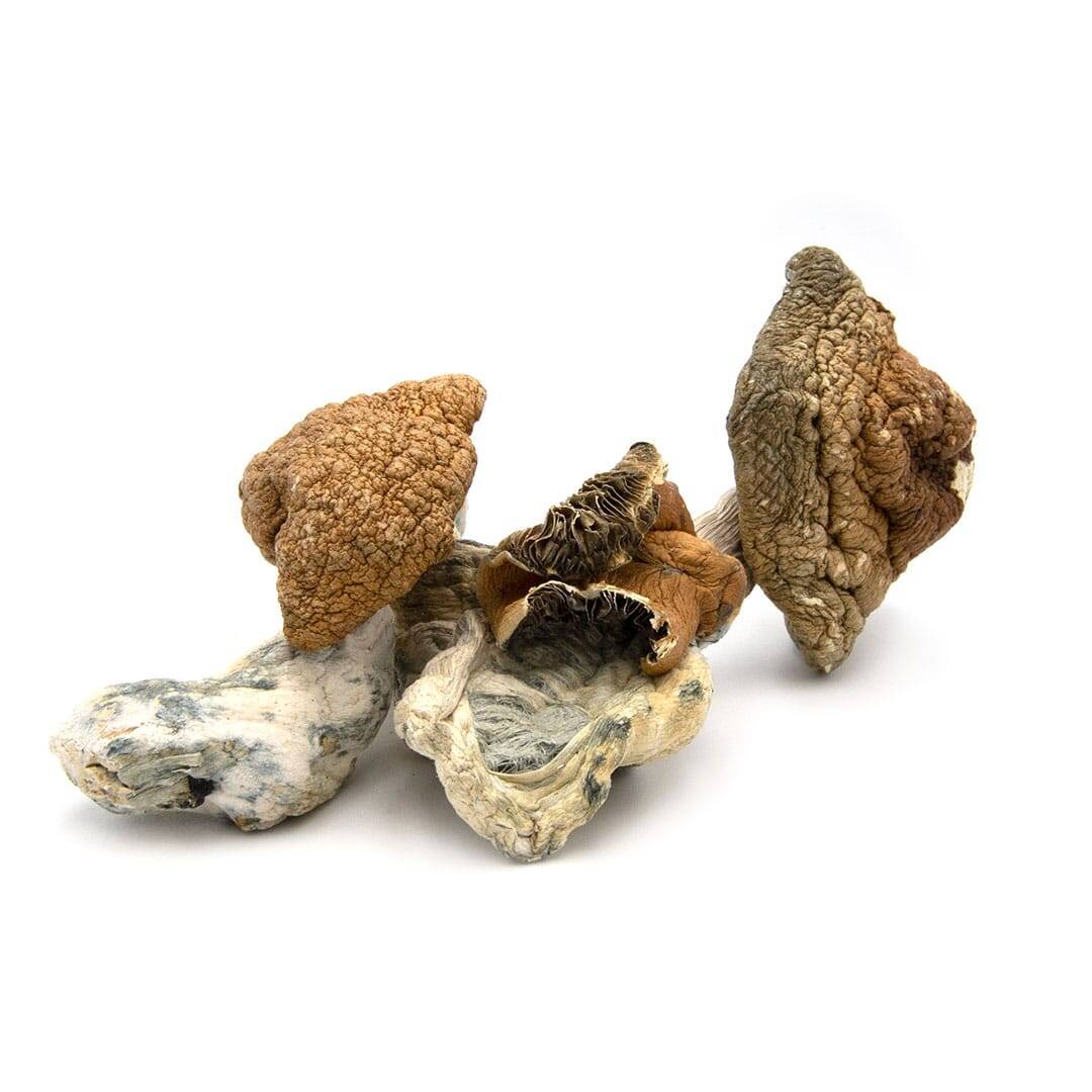Mexican Cubensis