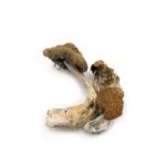 Mexican Cubensis