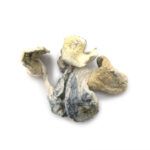 Albino Treasure Coast