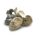 Albino Treasure Coast