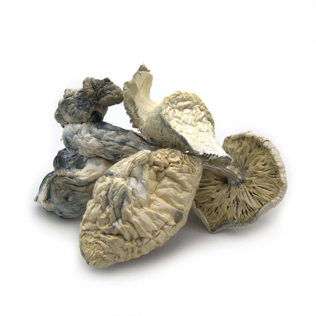 Albino Treasure Coast