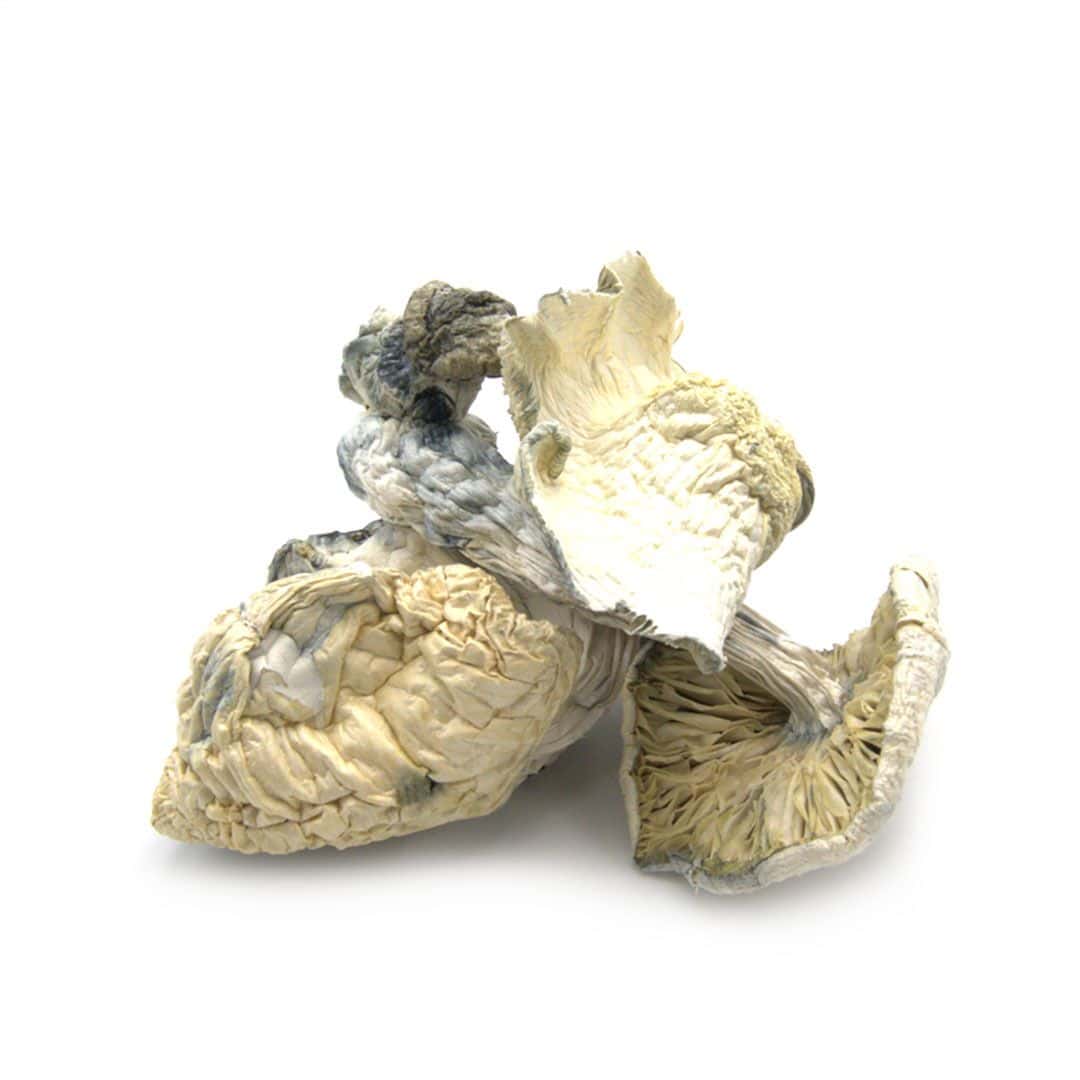 Albino Treasure Coast