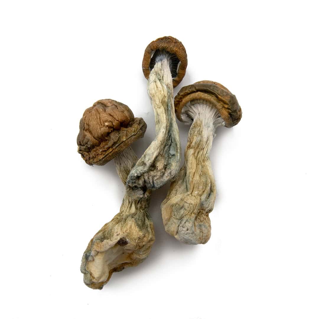 Brazilian Cubensis