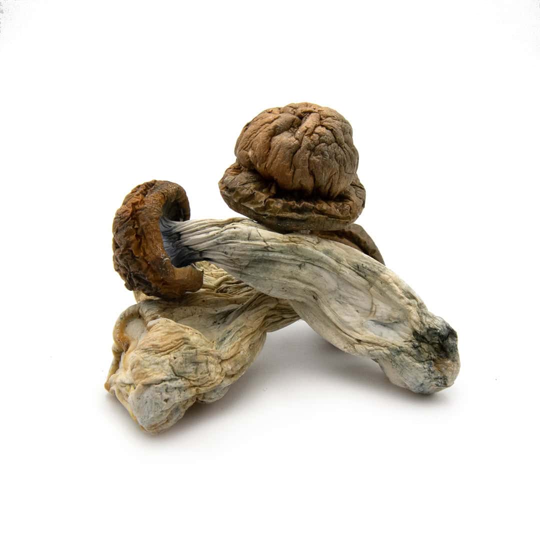 Brazilian Cubensis