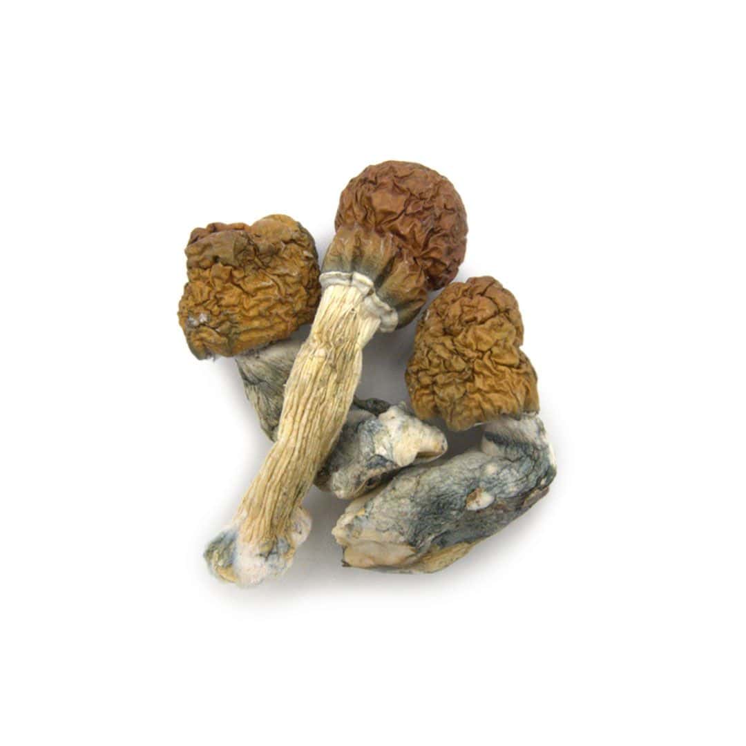 Cambodian Cubensis