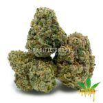 Enigma Extracts - Tina