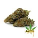 Enigma Extracts - LSO Pink Rockstar x Slurricane - AAAA