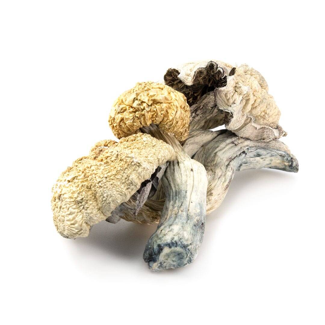 Amazonian Cubensis