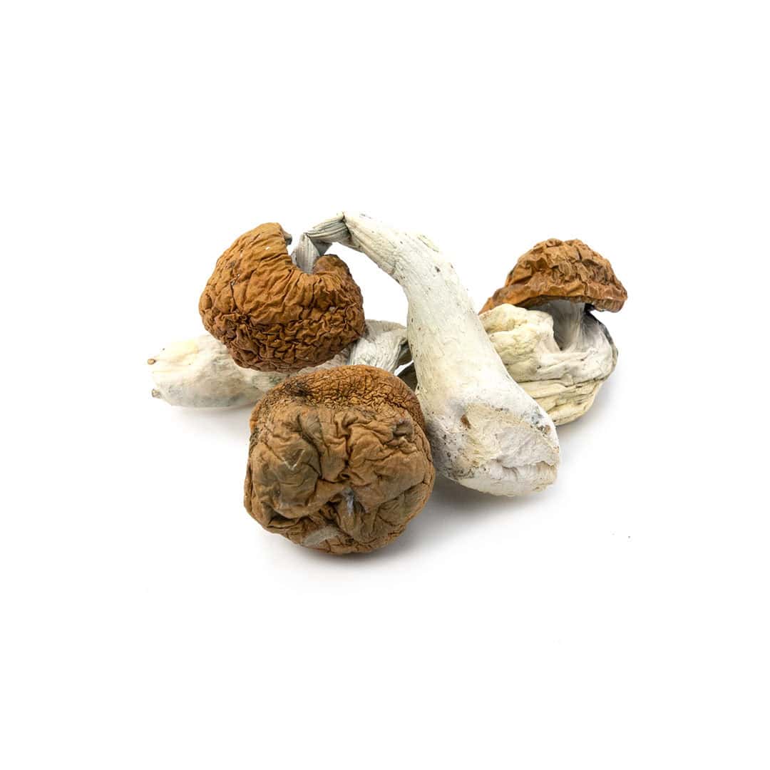 Vietnamese Cubensis